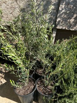 Olive trees 5 gallon pot 20$ each