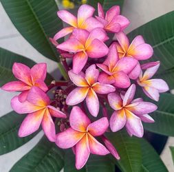 Tri-Color Plumeria Cuttings