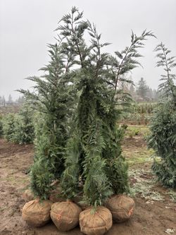 6’-7’ Leyland Cypress