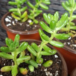 Sedum Jelly Bean Succulent Plant