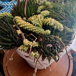 Plant