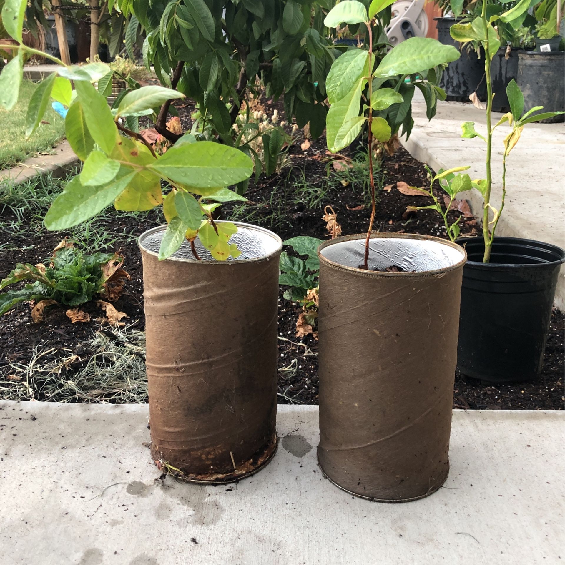 Small Guava Tree