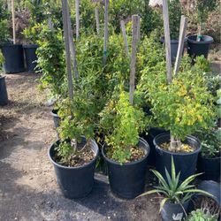 Honey Suckle Plants