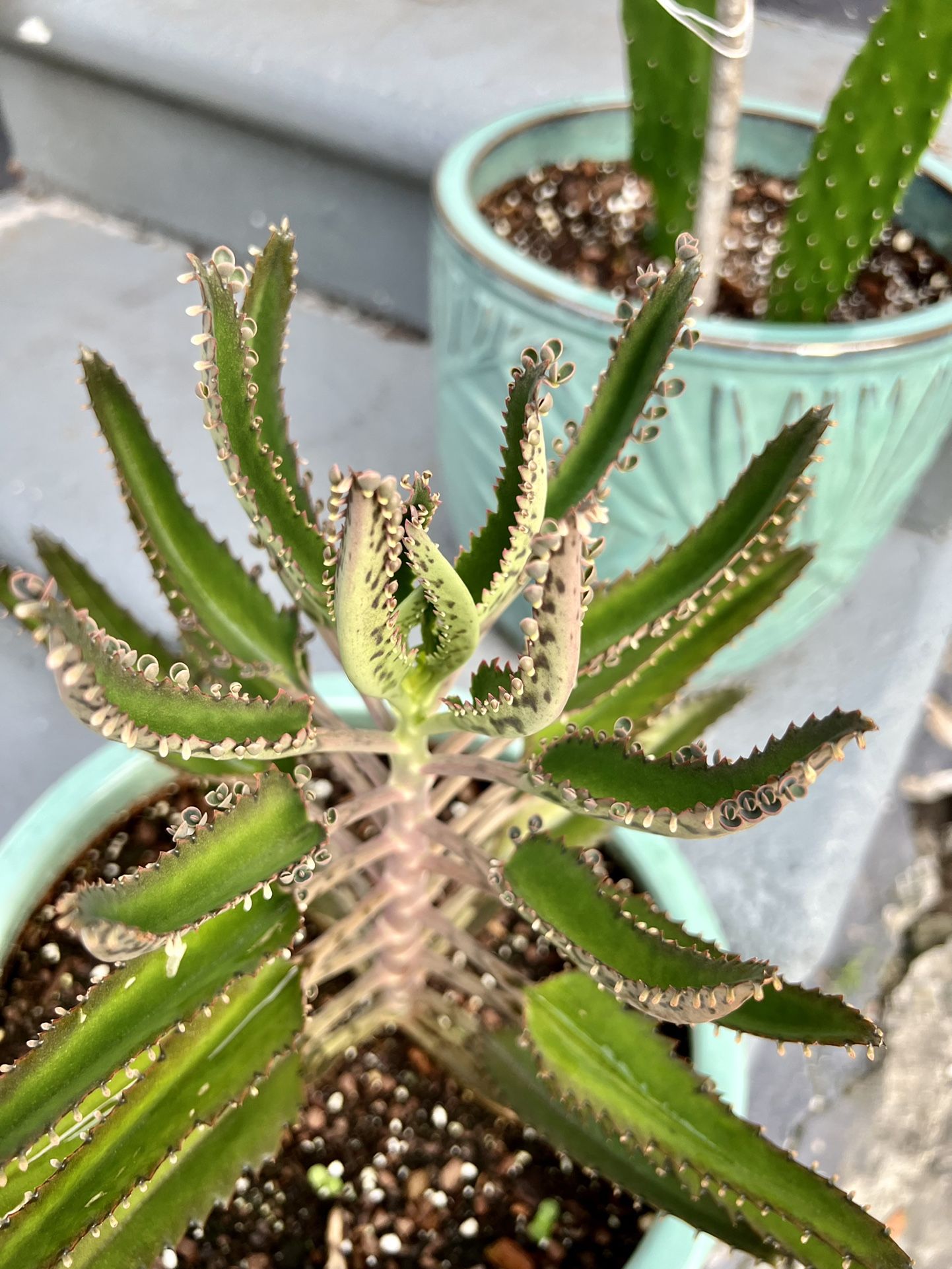 Mother Of Thousands Baby Plants