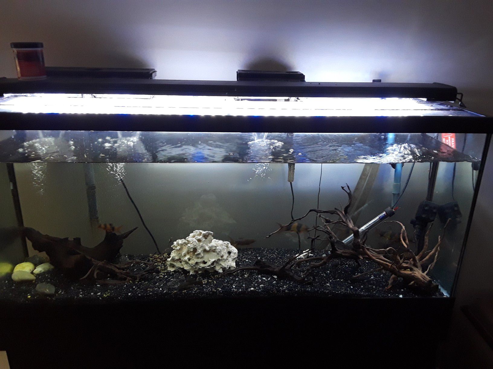 55 gallon fish tank