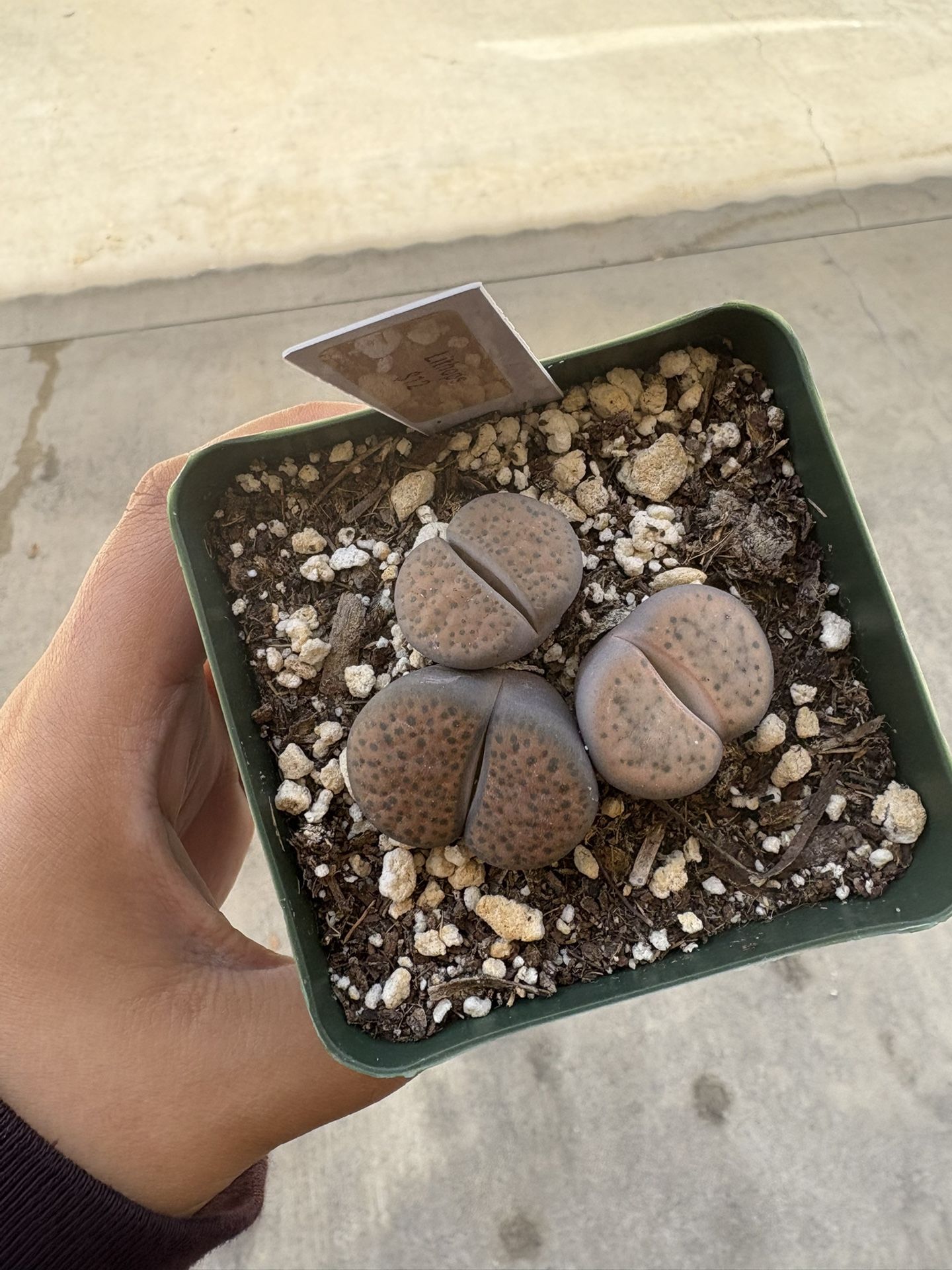 Living Stones- Lithops (A)
