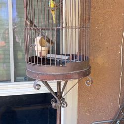 Bird Cage