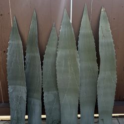Agave plant 
