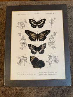 Vintage Butterfly & Moth Book Box – Dark Academia Storage