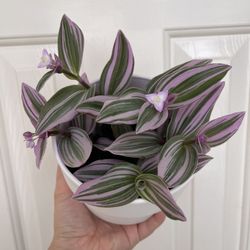 Beautiful Tradescantia Nanouk Plant With 6’pot