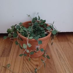 Hoya Plant, 4"pot