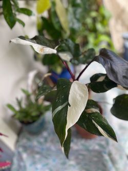 Philodendron Red Anderson