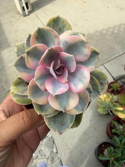 4” echeveria rainbow