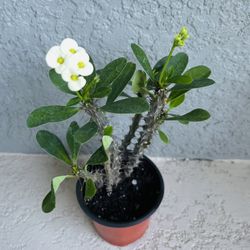 White Crown Of  Thorns Plant 