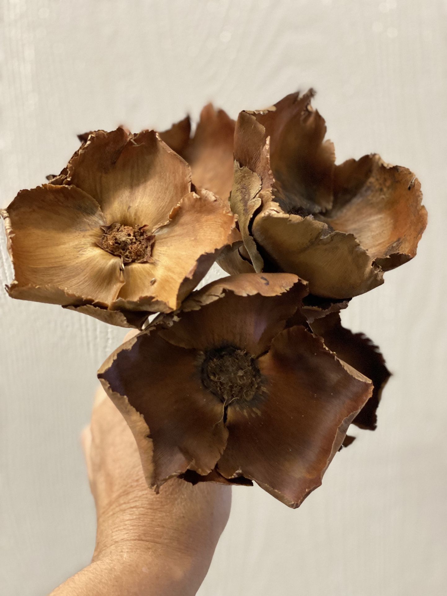 Palm Caps -  Decor Dried Flowers 