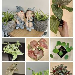 Beautiful houseplants