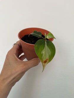 Philodendron white princess trailing