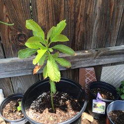Abocado Tree