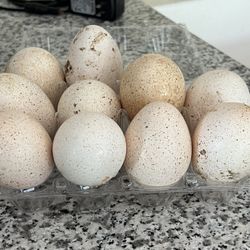 Turkey Eggs