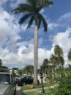 Palm Tree