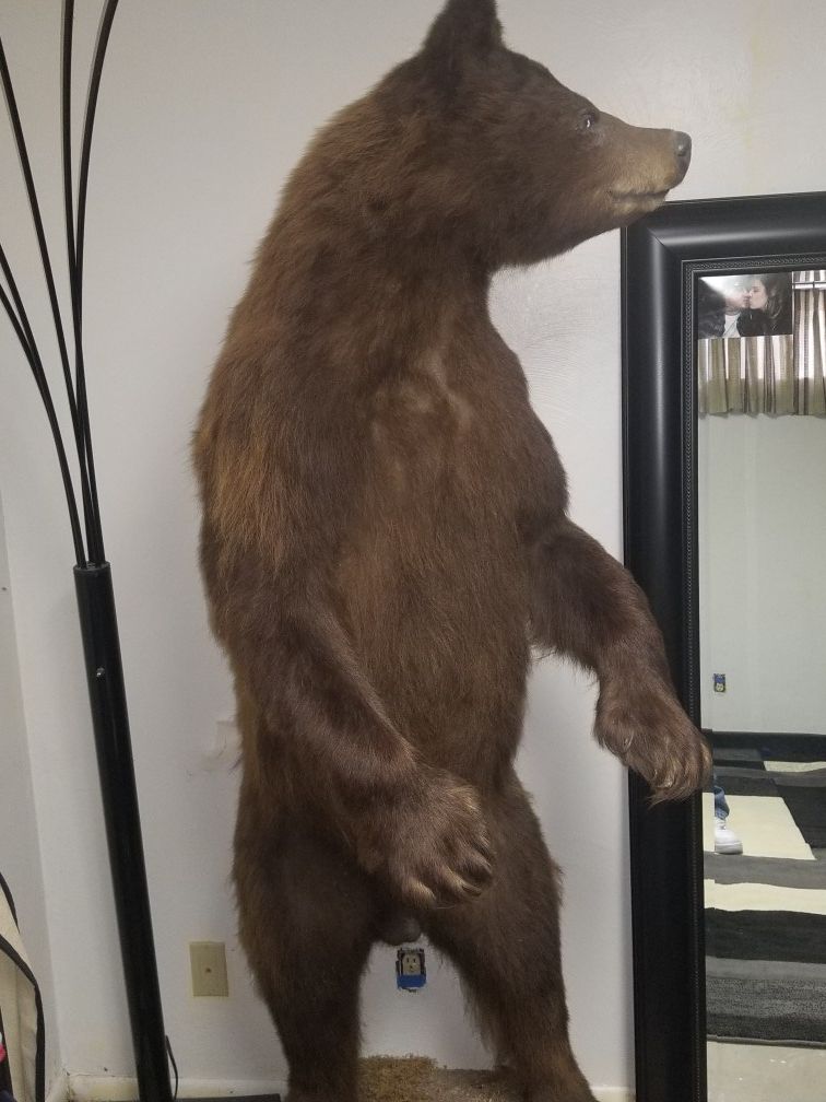 Bear for show room