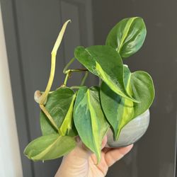 Housplants
