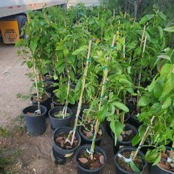 grafted avocado trees 