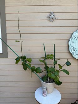 Hoya Kerri