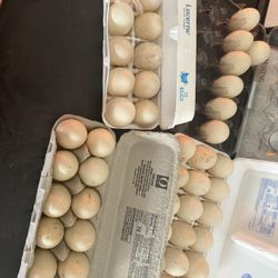Duck Eggs!