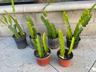 Red Dragon Fruit Plants $6 each
