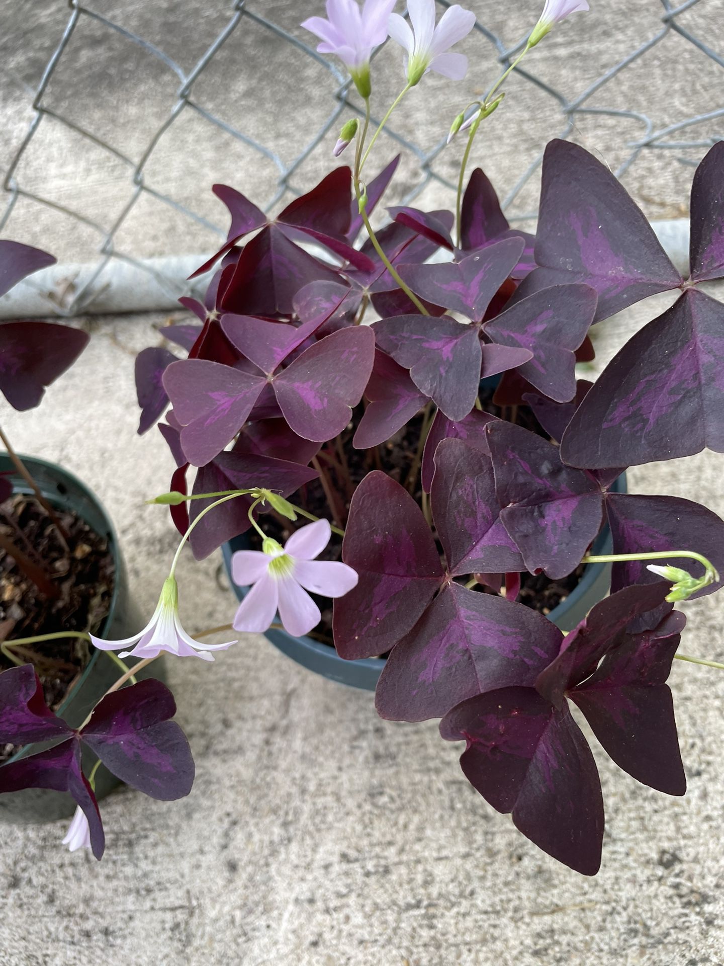 Purple shamrock Plant