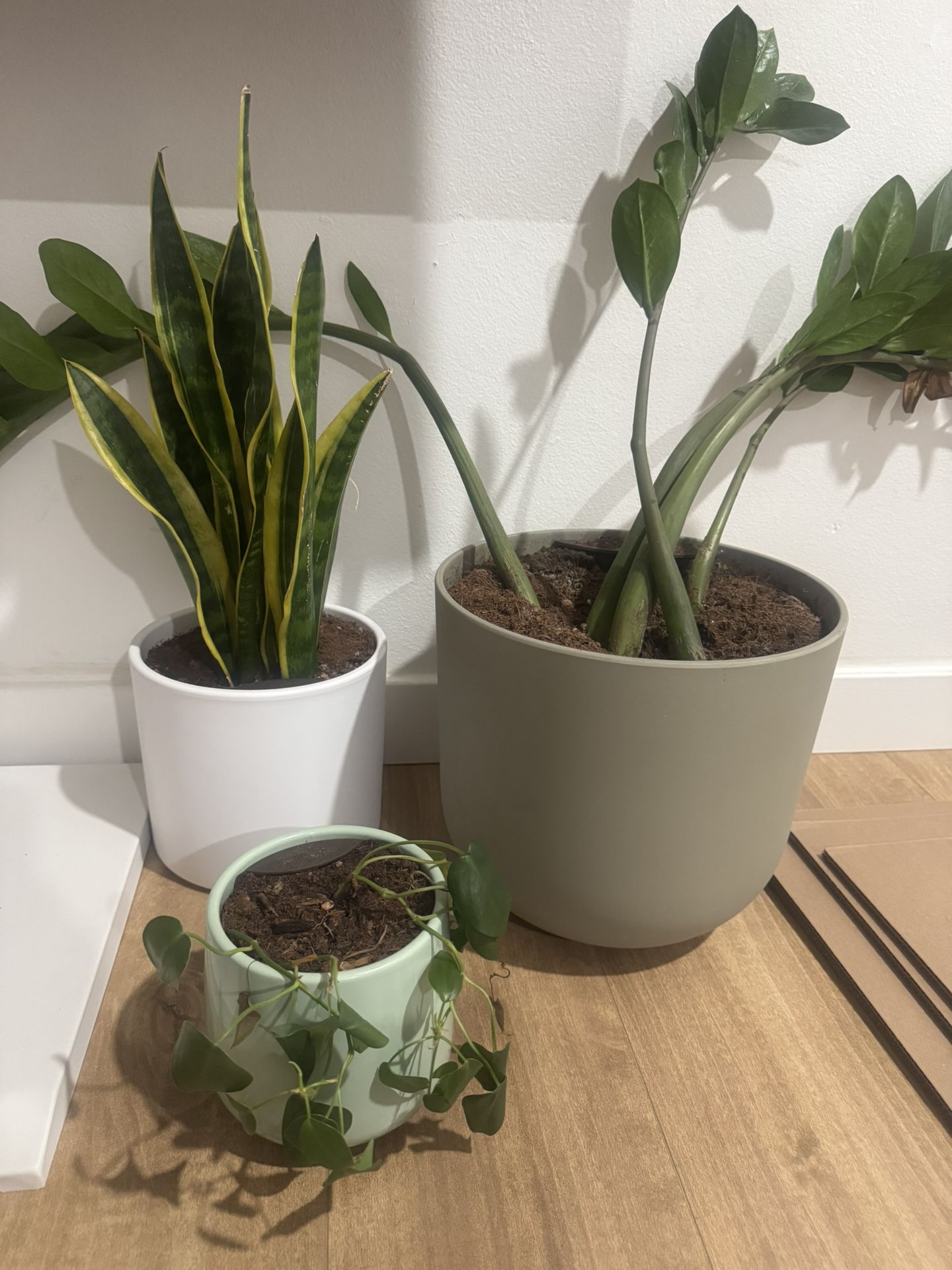 EasyPlant self watering plants for sale!!