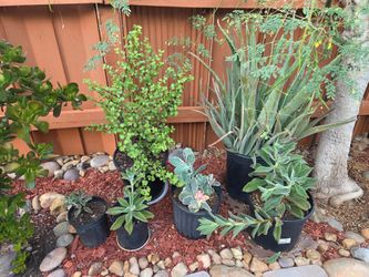 Succulent plants for sale