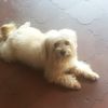 Rony
