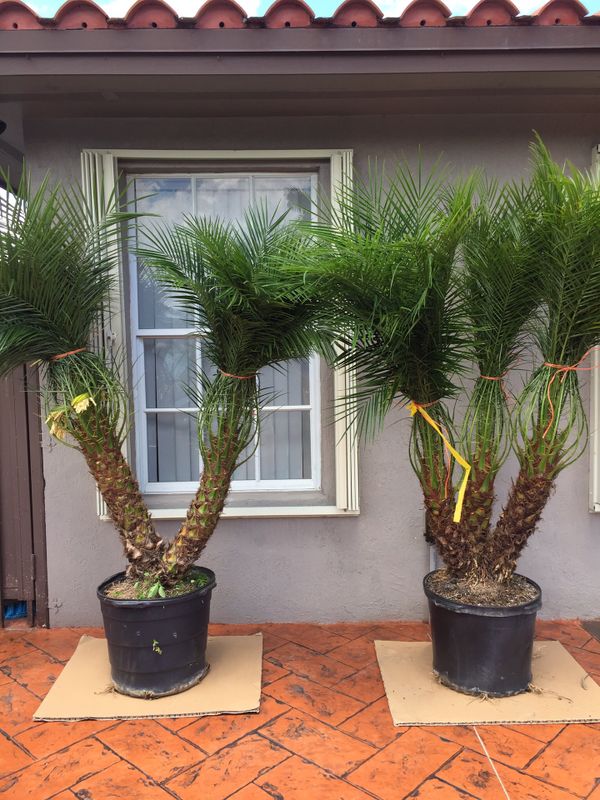 Robellini palm trees for Sale in Davie, FL OfferUp