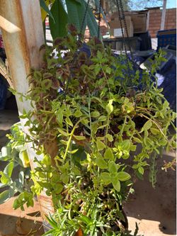 Plant sale with free cuttings
