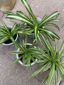 Variegated Spider Plant