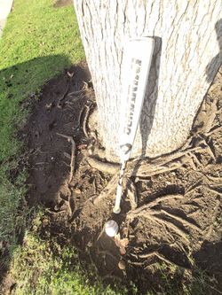 Demarinni "Big Barrell  31 inch Baseball Bat. Located in Glendora