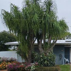 2 MATURE PONY TAIL PALMS