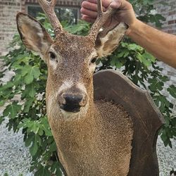 White Tailed Deer Shoulder Mount