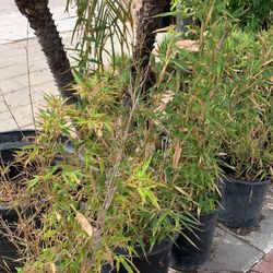 Bamboo  Plants 