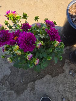 Dalias