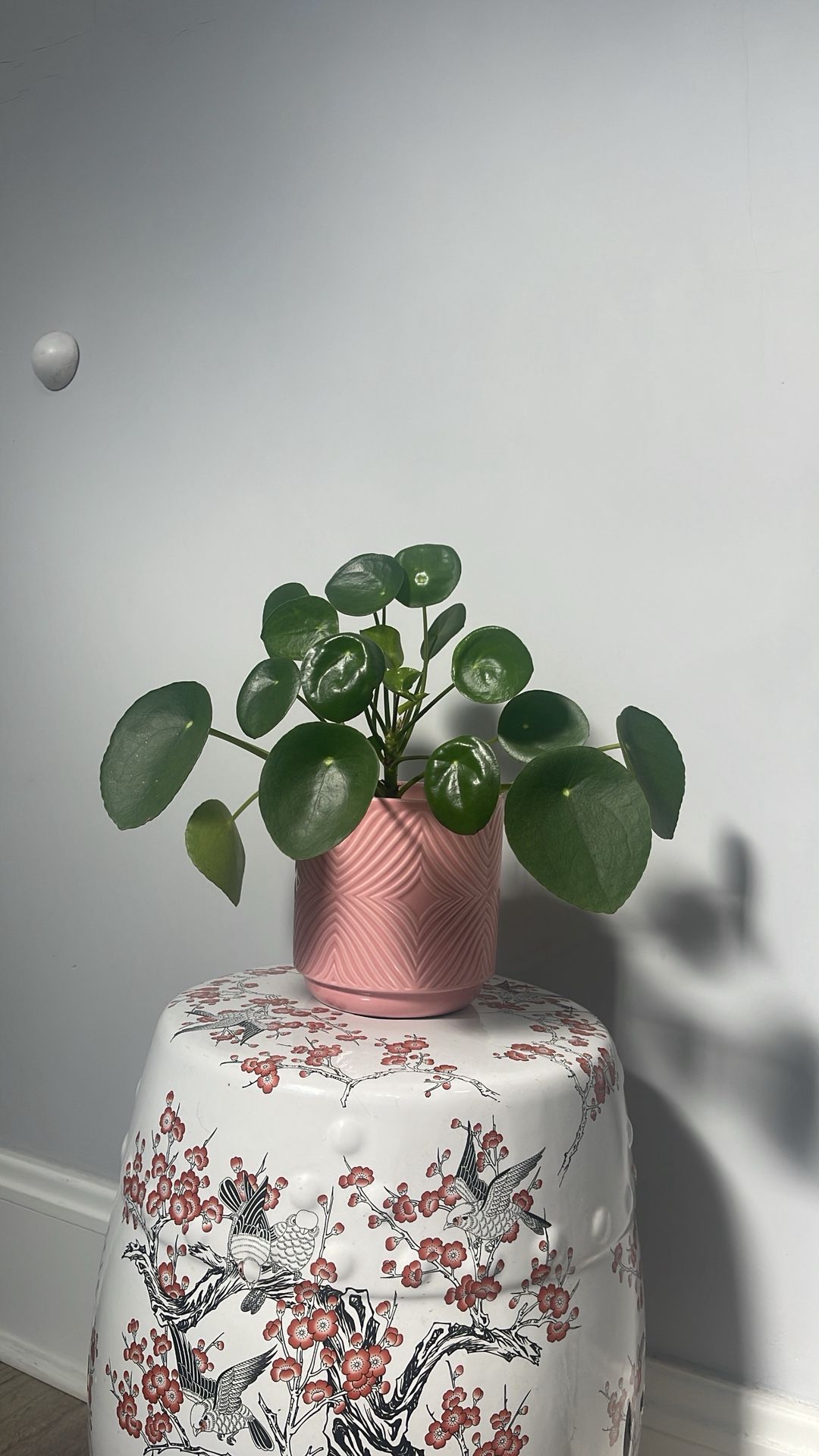 Healthy Pilea Peperomioides (Chinese Money Plant) in Pink Planter