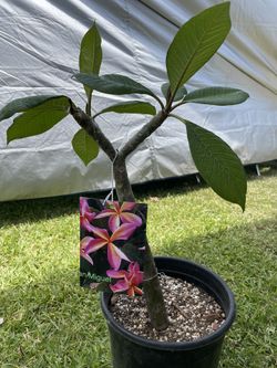 San Miguel Plumeria