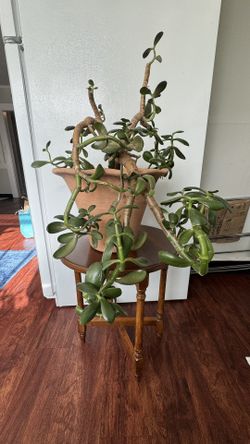 Jade Succulent Plant 