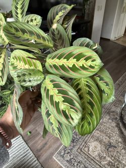 Prayer Plant - Calathea