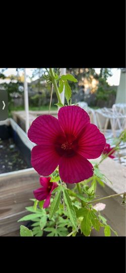 Organic hibiscus plants- 4/$20,hot pink