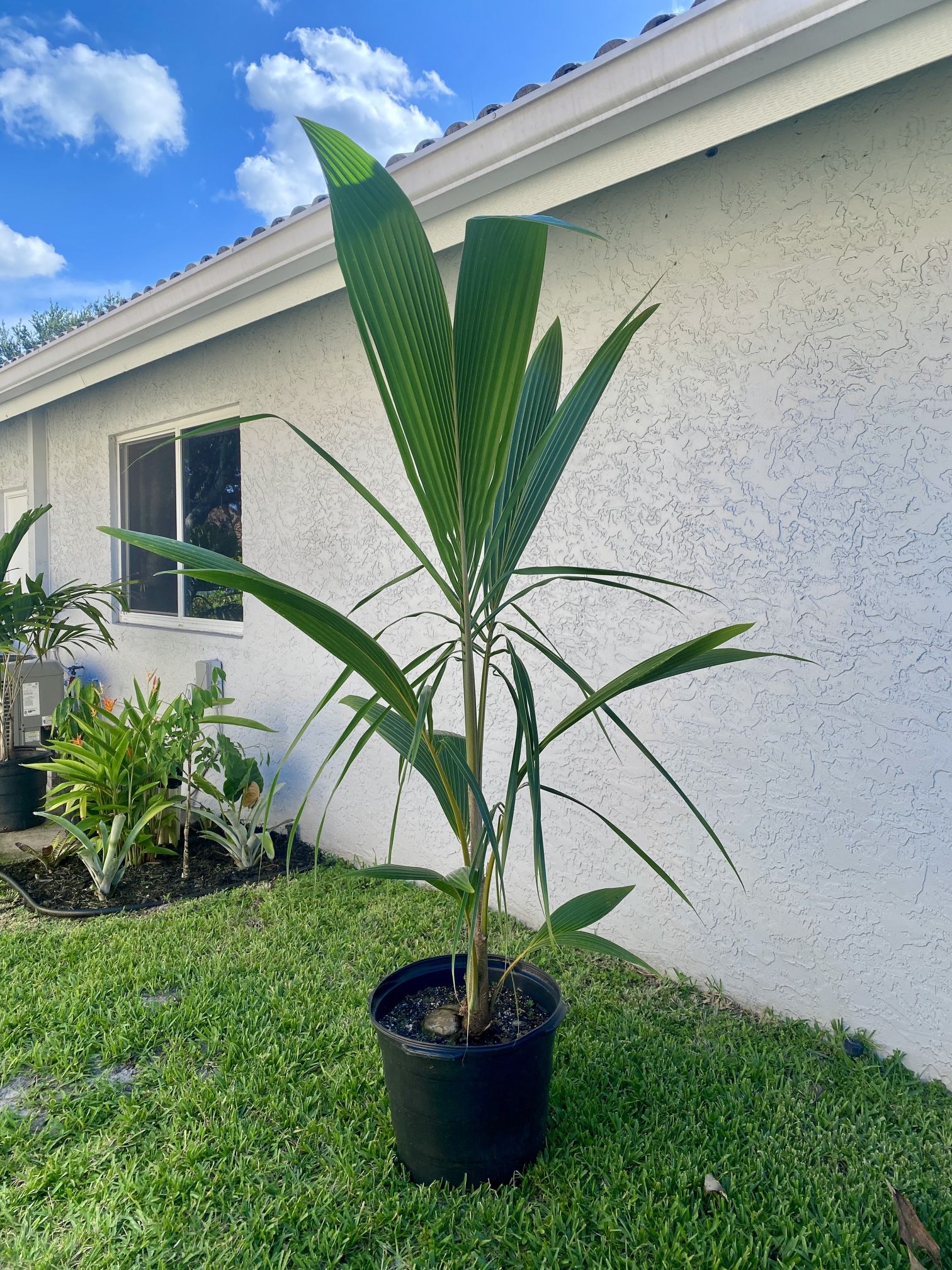 Dwarf Malayan Coconut Palm Trees
