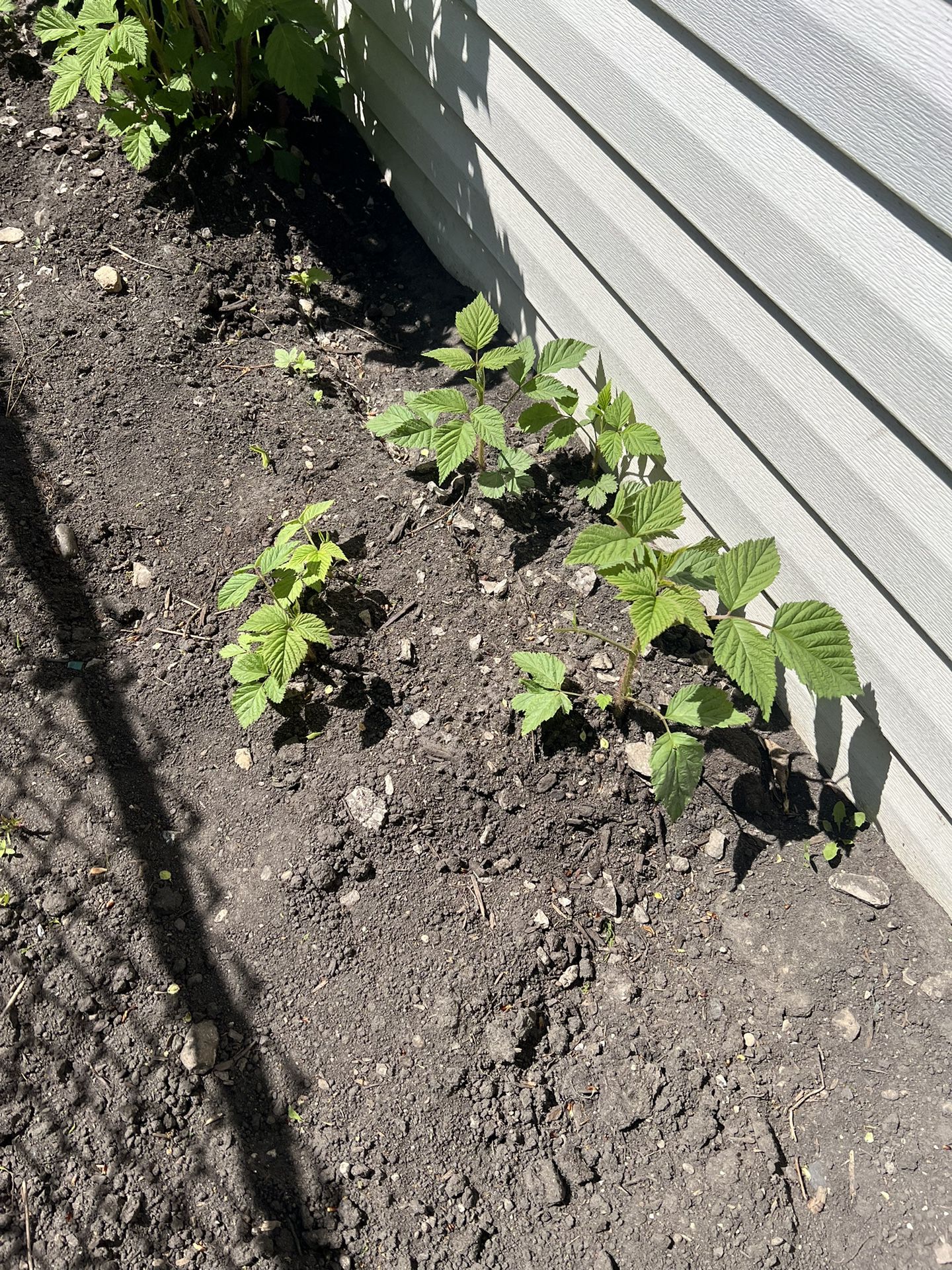 Raspberry or Blackberry Plants Seeding