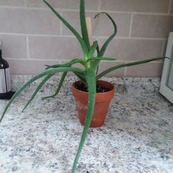 Aloe Vera Plant In Clay Pot